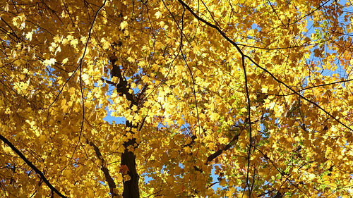 Golden sunlit maple leaves fluttering in the breeze. Ontario, Canada. HD.