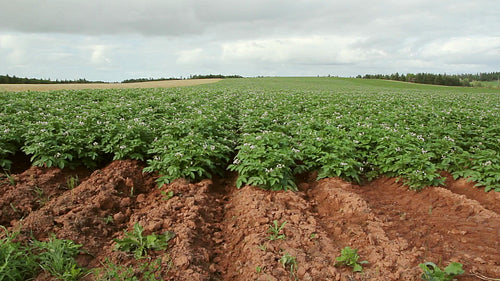 Potato crop. Prince Edward Island, Canada. HD.