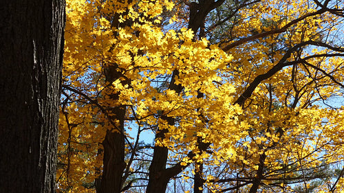 Golden sunlit maple leaves fluttering in the breeze. Ontario, Canada. HD.