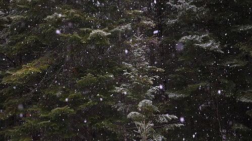 Fluffy white snowflakes falling in slow motion. Small forest evergreen tree. HD.