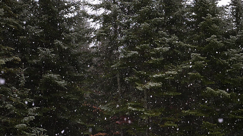 Fluffy white snowflakes falling in slow motion. Winter forest background. Canada. HD.