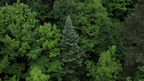 Drone aerial. Slow rotation around moody spruce tree. 4K.