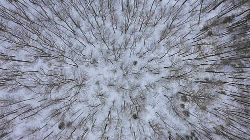 Birdseye drone flight over winter forest of bare deciduous trees. Ontario. 4K.