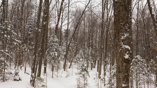 Slow winter drone flight through snowy, winter forest. Ontario, Canada. 4K.