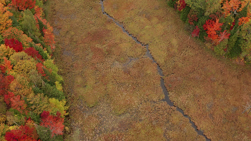Drone top down view of autumn wetlands and swamp. Detail. 4K.