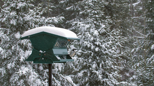Chickadees at birdfeeder. Wide shot. Winter snowstorm in rural Ontario, Canada.