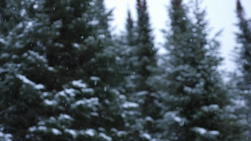 Slow motion winter snow. Evergreen trees in background. Ontario, Canada. HD.