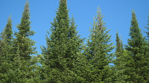 Green conifers against blue cloudless summer sky. Ontario, Canada. 4K.