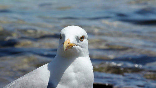 Seagull portrait. Ontario, Canada. HD.