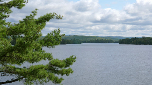 Pine tree with lake landscape. Trout Lake, North Bay, Ontario, Canada. 4K.
