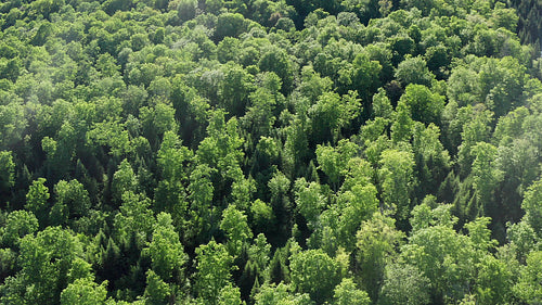 Drone flight over sunlit summer forest. Beautiful green hues. 4K.
