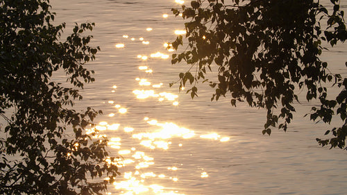 Sparkling summer sunset lake. Trees in silhouette. Ontario, Canada. 4K.