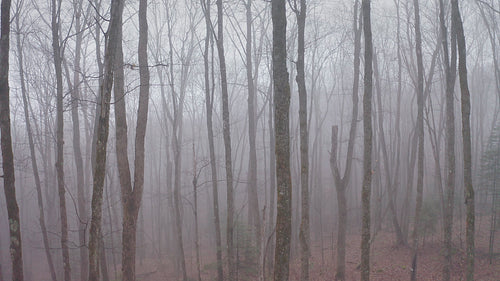 Slow dolly pull out of mysterious, misty forest. Late fall. 4K.