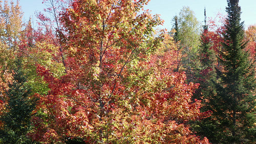 Drone flight around beautiful autumn maple tree. Sunny day. 4K.