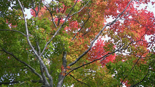 Autumn tree with colourful fall leaves. HDV footage. HD.