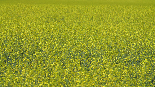 Sunny field of canola rapeseed. Shallow depth of field. Ontario, Canada. 4K.