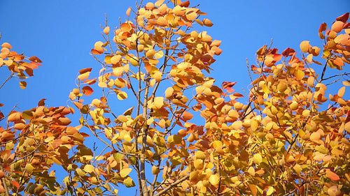 Slow motion yellow, autumn leaves of poplar tree blowing in the wind. HD.