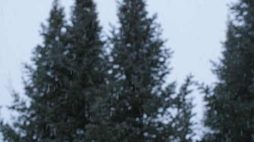Winter snow background. Defocused trees. Ontario, Canada. 4K.