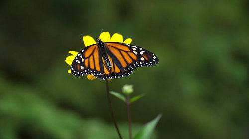 Monarch butterfly takes flight from woodland sunflower. Slow motion. HD.