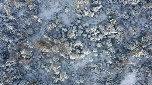 Top down view of frozen, sunlit, winter forest landscape. Drone aerial. 4K.