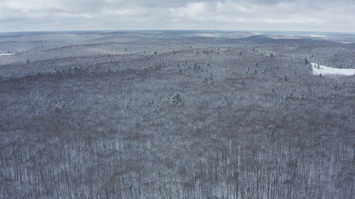 Winter landscape with lonely tree. Haliburton, Ontario, Canada. 4K.