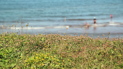 Sunny, breezy seaside. Prince Edward Island, Canada. HD.