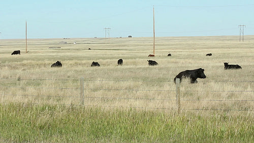 Herd of black prairie cows in Alberta, Canada. HD.
