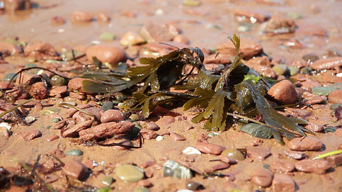 Seaweed at the seashore. PEI, Canada. HD.