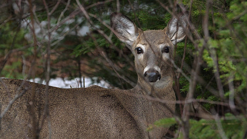 Female deer in the forest. White tailed doe faces the camera. Ontario. HD.