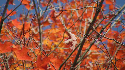Fall maple leaf. Solitary leaf in focus. Orange defocused leaves in background. HD video.