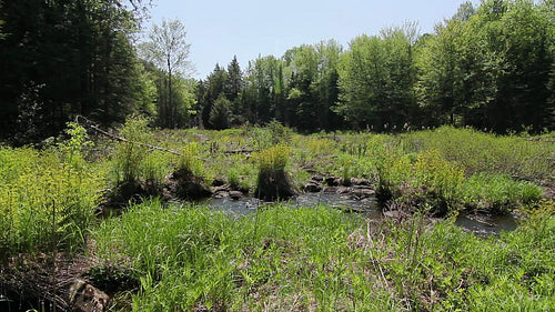 Marshy area with stream. Summer in Ontario, Canada. HD.