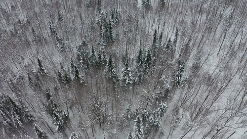 Circling small grove of snow covered conifers. High angle. 4K.