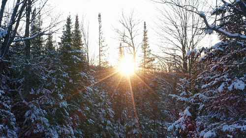 Winter forest sunset. Drone through treetops with sun illuminating trees. 4K.