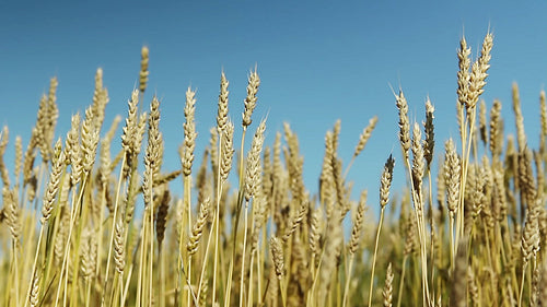 Wheat crop with blue sky. Saskatchewan, Canada. HD.