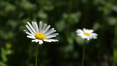 Beautiful daisy. Slow motion clip with shallow DOF. Ontario, Canada. HD.