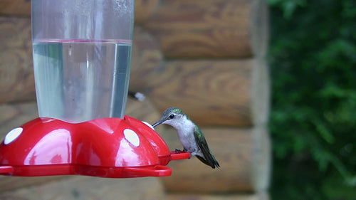 Hummingbird perches on feeder. Log cabin background. HDV footage. HD.