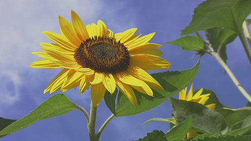Beautiful Sunflower. HDV footage. HD.