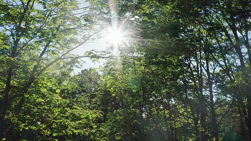 Drone shot rising through sunny trees. Summer in Ontario. 4K.