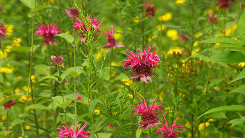 Wildflower meadow with Beebalm or Bergamot flower in focus. 4K.