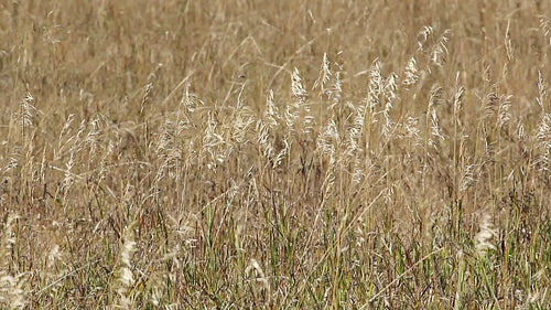 Detail of brown wild grass in British Columbia, Canada. HD.
