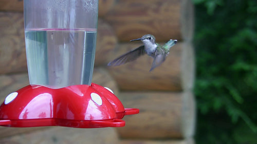 Hummingbird at the feeder. Log cabin background. HDV footage. HD.