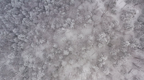 Drone flight through falling snow. Winter woods in Ontario. 4K.