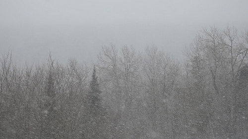 Thick, slow motion snow falling. Forest background. Winter in ON, Canada. HD.
