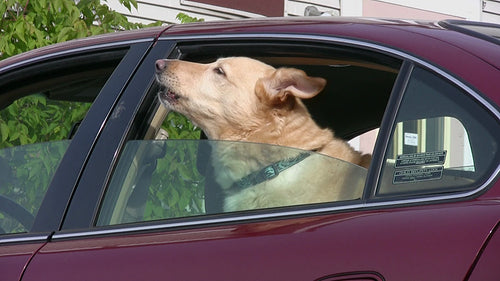 Backseat barker. Barking dog in car. HDV footage. HD.