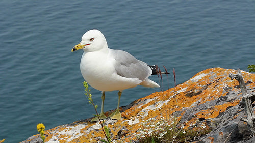 Seagull on cliff top. Bruce Peninsula National Park. Ontario, Canada. HD.