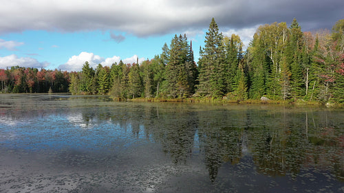 Slow rising drone flight over autumn wetland lake. Ontario. 4K.