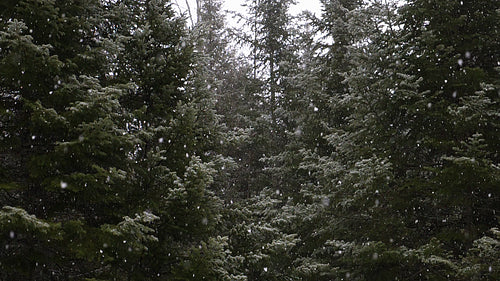 Fluffy white snowflakes falling in slow motion. Winter forest in Canada. HD.
