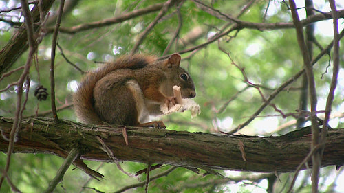 Red squirrel eats mushroom. Killarney provincial park. HDV footage. HD.