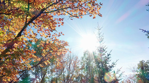 Up into the sun. Rising drone shot with sun shining through autumn tree. 4K.