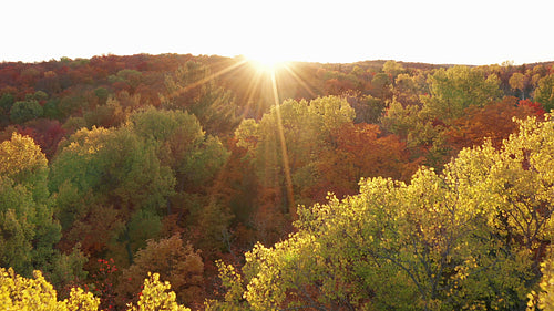 Drone flight through treetops of autumn forest at sunset. 4K.